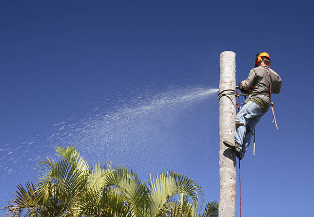 Best Tree Risk Assessment  in Troy, MO