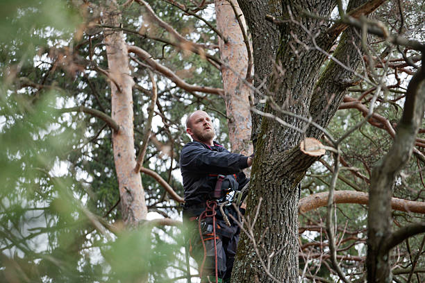 Reliable Troy, MO Tree Care Solutions